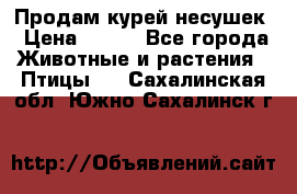 Продам курей несушек › Цена ­ 350 - Все города Животные и растения » Птицы   . Сахалинская обл.,Южно-Сахалинск г.